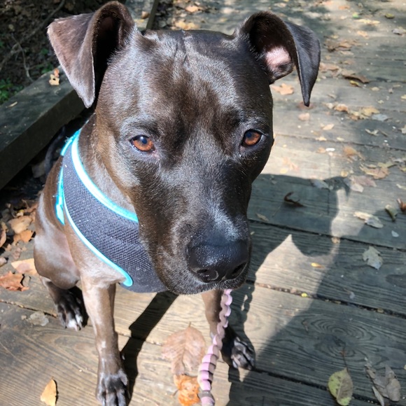 Meet your Posher, Sydney - Picture 3 of 3